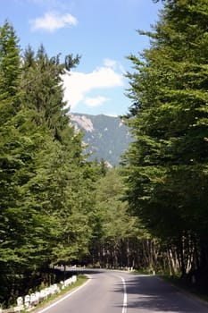Coniferous forest is fresh and beautiful.
Cloudless blue sky above the mountains.
The road winds into the valley and bright white.