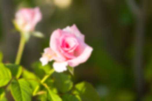 Roses in the garden filtered, Roses are beautiful with a beautiful sunny day.