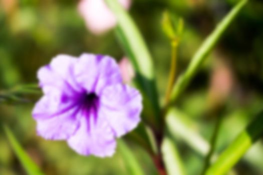 The background image of the colorful flowers, background nature