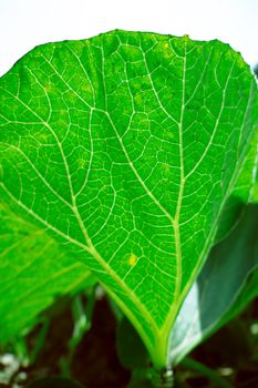 Fresh green leaf texture macro close-up, nature background