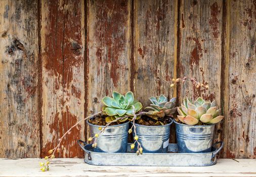Three small pot plants on a old wooden shelf.