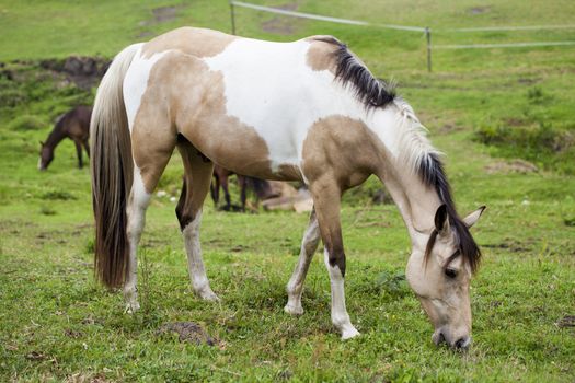 Horse feeding on grass in a paddock