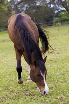 Horse feeding on grass in a paddock