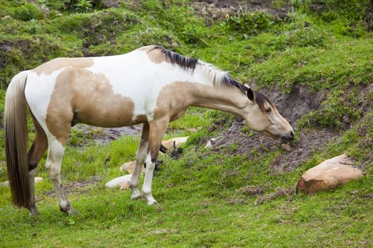 Horse feeding on grass in a paddock