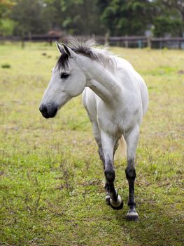 Horse feeding on grass in a paddock.