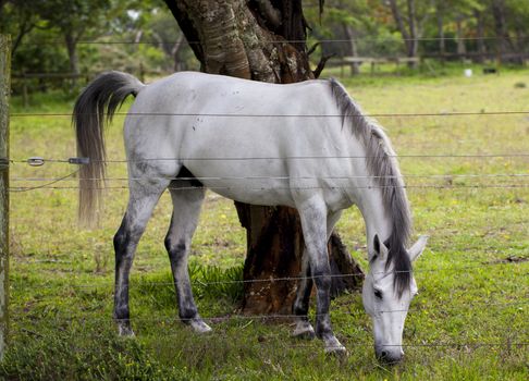 Horse feeding on grass in a paddock.