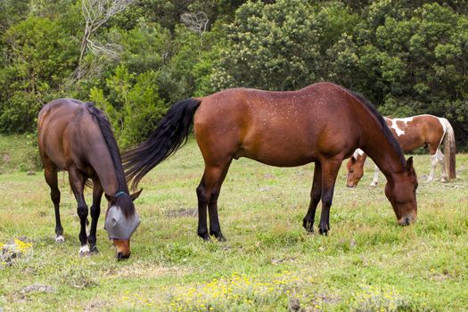 Horse feeding on grass in a paddock.