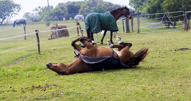 Horse feeding on grass in a paddock.