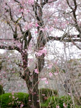 Image of cherry blossoms in Japan in Spring