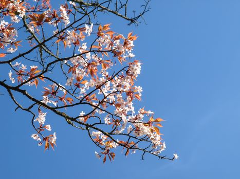 Image of cherry blossoms in Japan in Spring