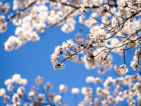 Image of cherry blossoms in Japan in Spring