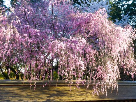 Image of cherry blossoms in Japan in Spring