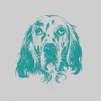 Head of English setter on grained grey background