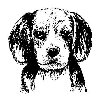 Black and white beagle , hand draw vector.