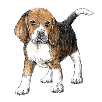 Image of beagle , hand draw vector.