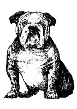 Image of black and white bulldog , hand draw vector.