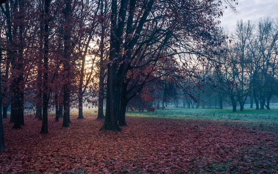 Autumnal cold morning on meadow with hoarfrost on plants and beautiful colors at sunrise,Italy near Milan.