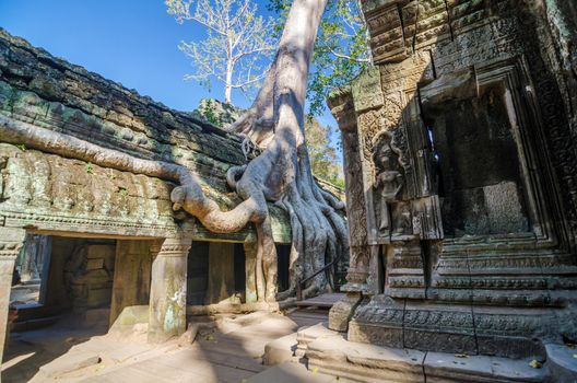 Ta Prohm temple in Siem Reap, Cambodia