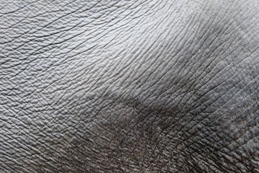 Elephant Skin closeup