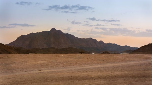 In the picture three jeeps while crossing the desert rocks Egyptian at sunset.