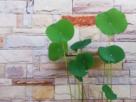 Lotus leaf with brick wall background