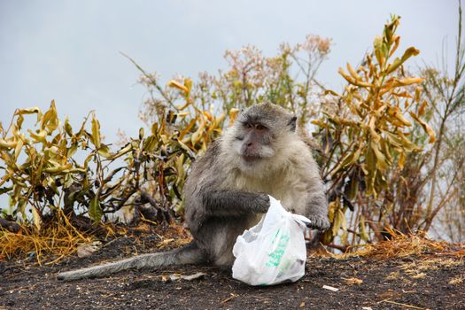 Monkey searching garbage for food in mountain