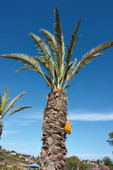 Beautiful Tropical exotic  Palm tree with clear blue summer sky