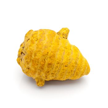 Macro closeup of a Organic Round Turmeric or Haldi (Curcuma longa) isolated on white background.