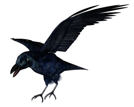 Black crow isolated in white background - 3D render