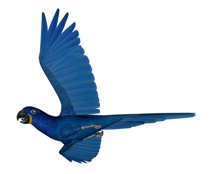 Hyacinth macaw, parrot, flying isolated in white background - 3D render