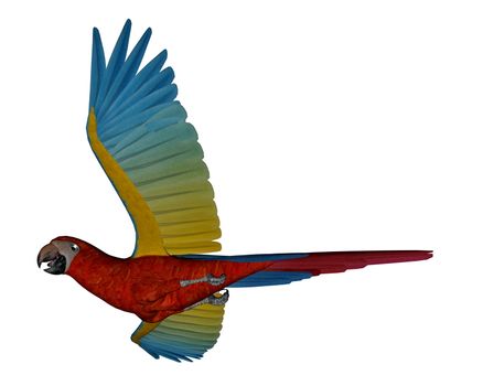 Scarlet macaw, parrot, flying isolated in white background - 3D render