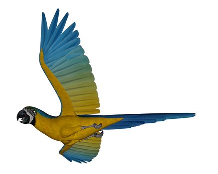 Blue and yellow macaw, parrot, flying isolated in white background - 3D render
