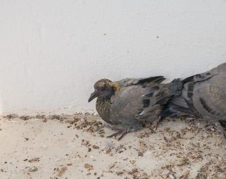 Baby pigeons