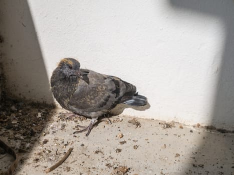 Baby pigeons