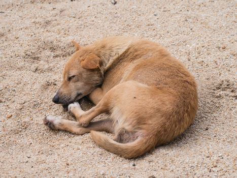 Sleeping Dog