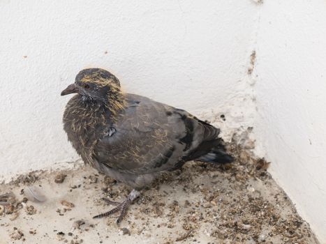 Baby pigeons