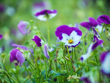 Phlox paniculata (Garden phlox)