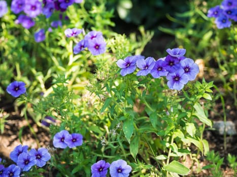 Phlox paniculata (Garden phlox)