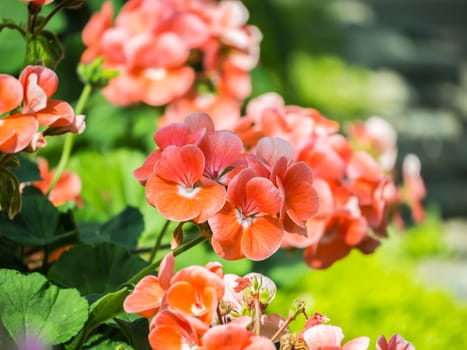 Phlox paniculata (Garden phlox)