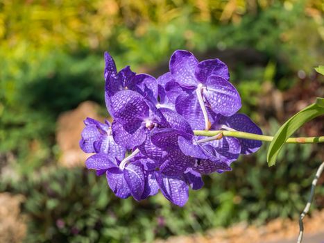 Orchids With blurred background