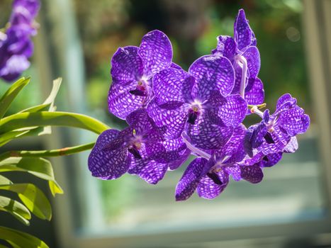 Orchids With blurred background