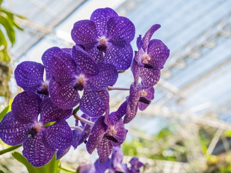 Orchids With blurred background