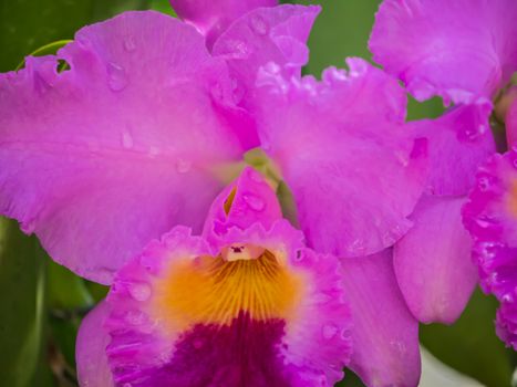 Orchids With blurred background