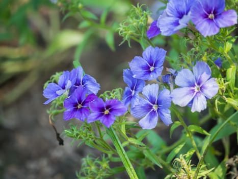 Phlox paniculata (Garden phlox)