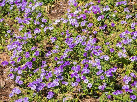 Blue salvia purple flowers