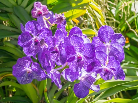 Orchids With blurred background