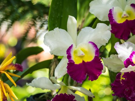 Orchids With blurred background