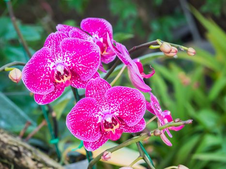 Orchids With blurred background