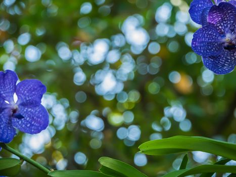 Orchids With blurred background