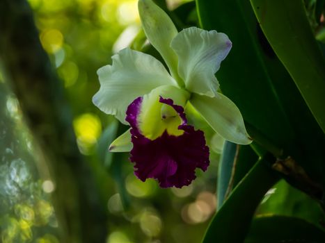 Orchids With blurred background